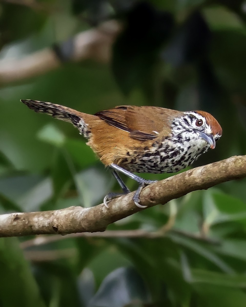 Fleckenbrust-Zaunkönig - ML645333367