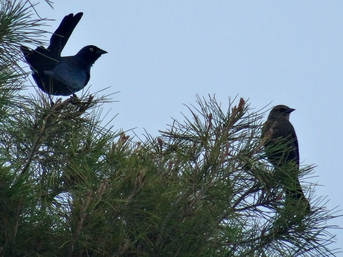Brewer's Blackbird - ML645333368