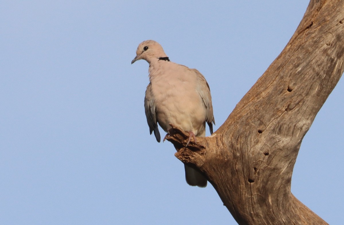 Vinaceous Dove - ML645333370