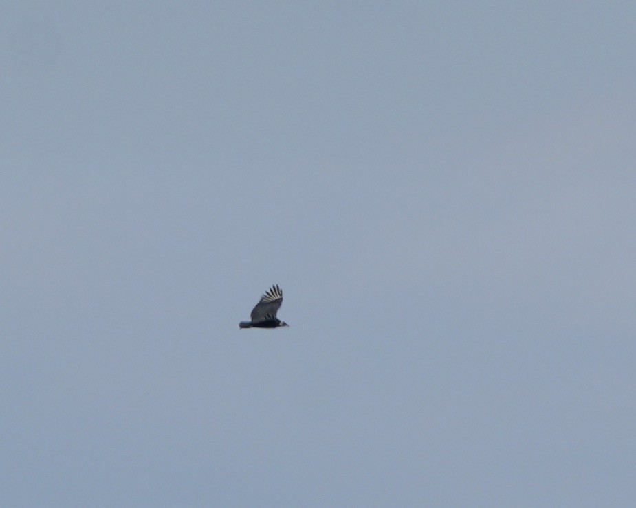 Black Vulture - ML645333380