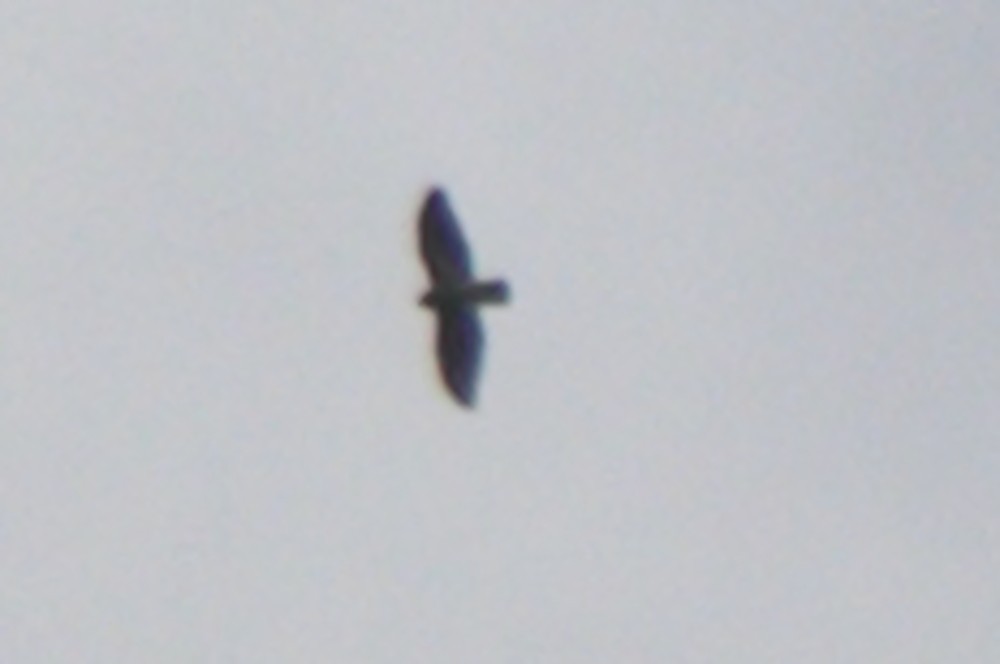 hawk sp. - ML645333386