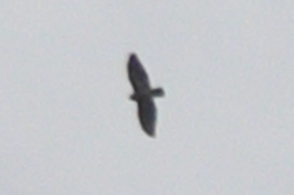 hawk sp. - ML645333387