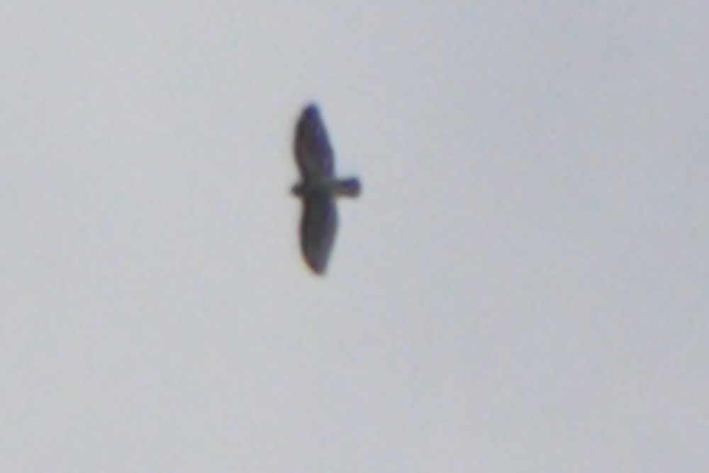 hawk sp. - ML645333388