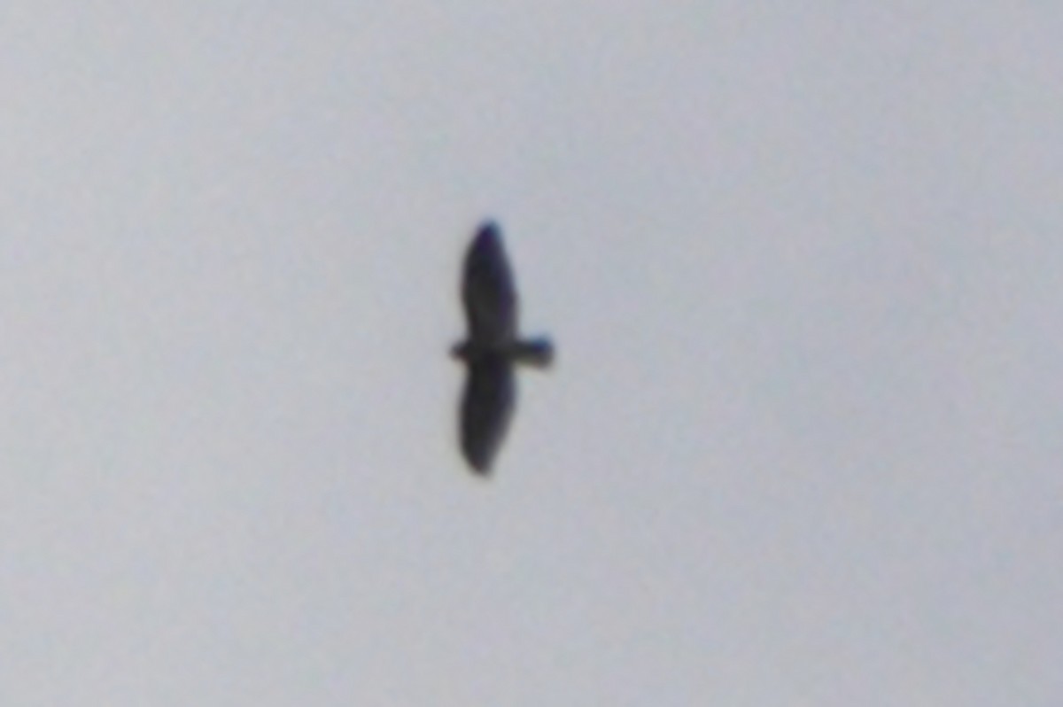 hawk sp. - ML645333389