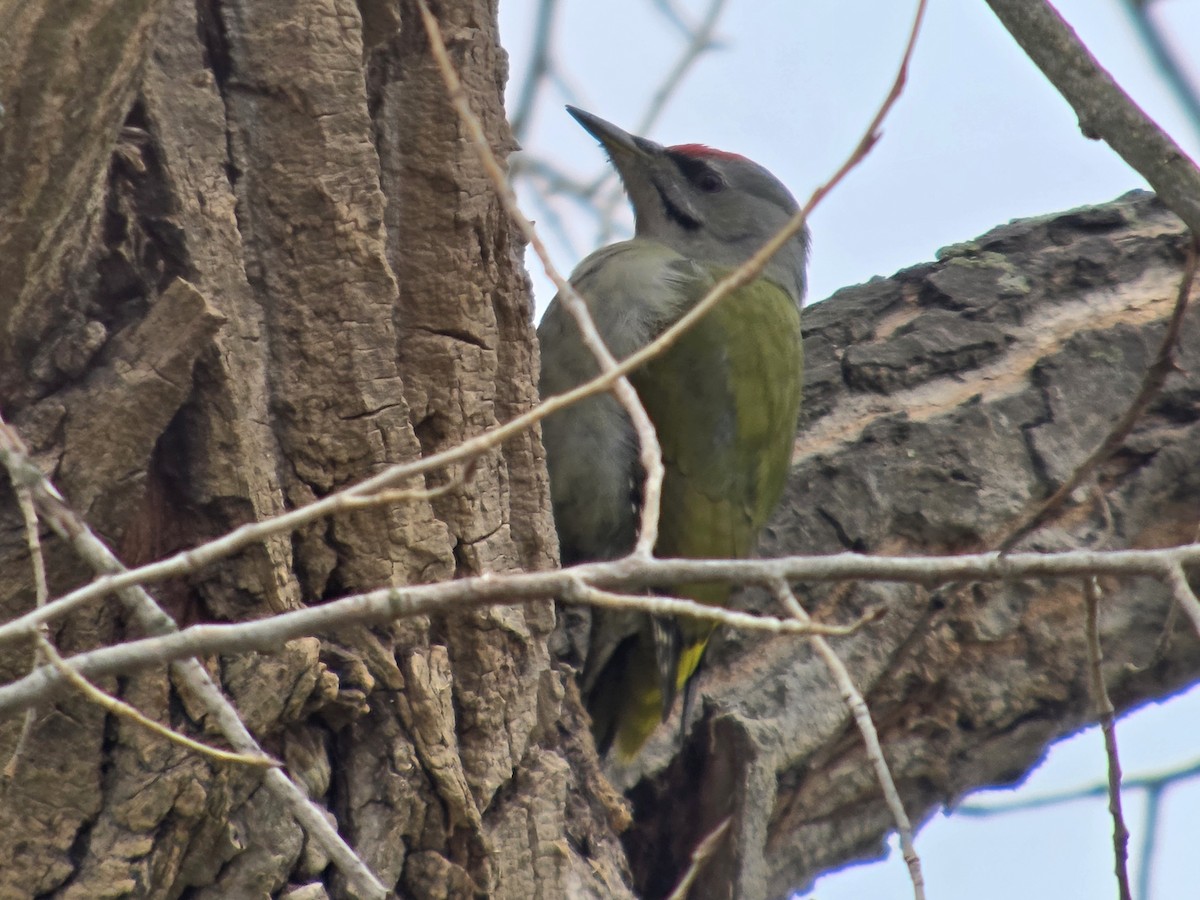 Жовна сива - ML645333391