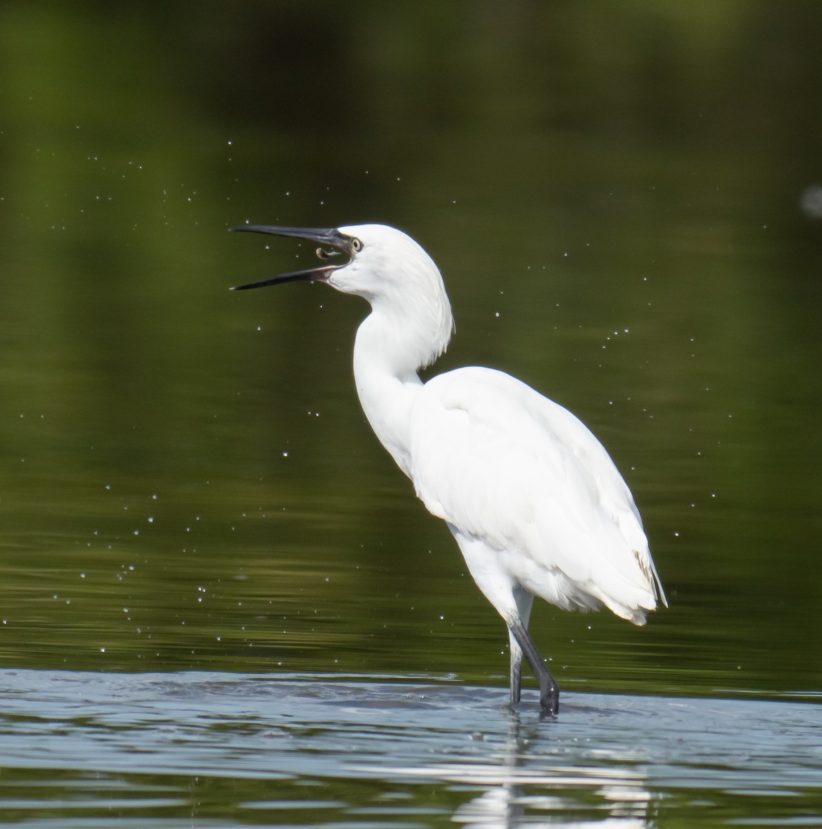 Reddish Egret - ML645333400
