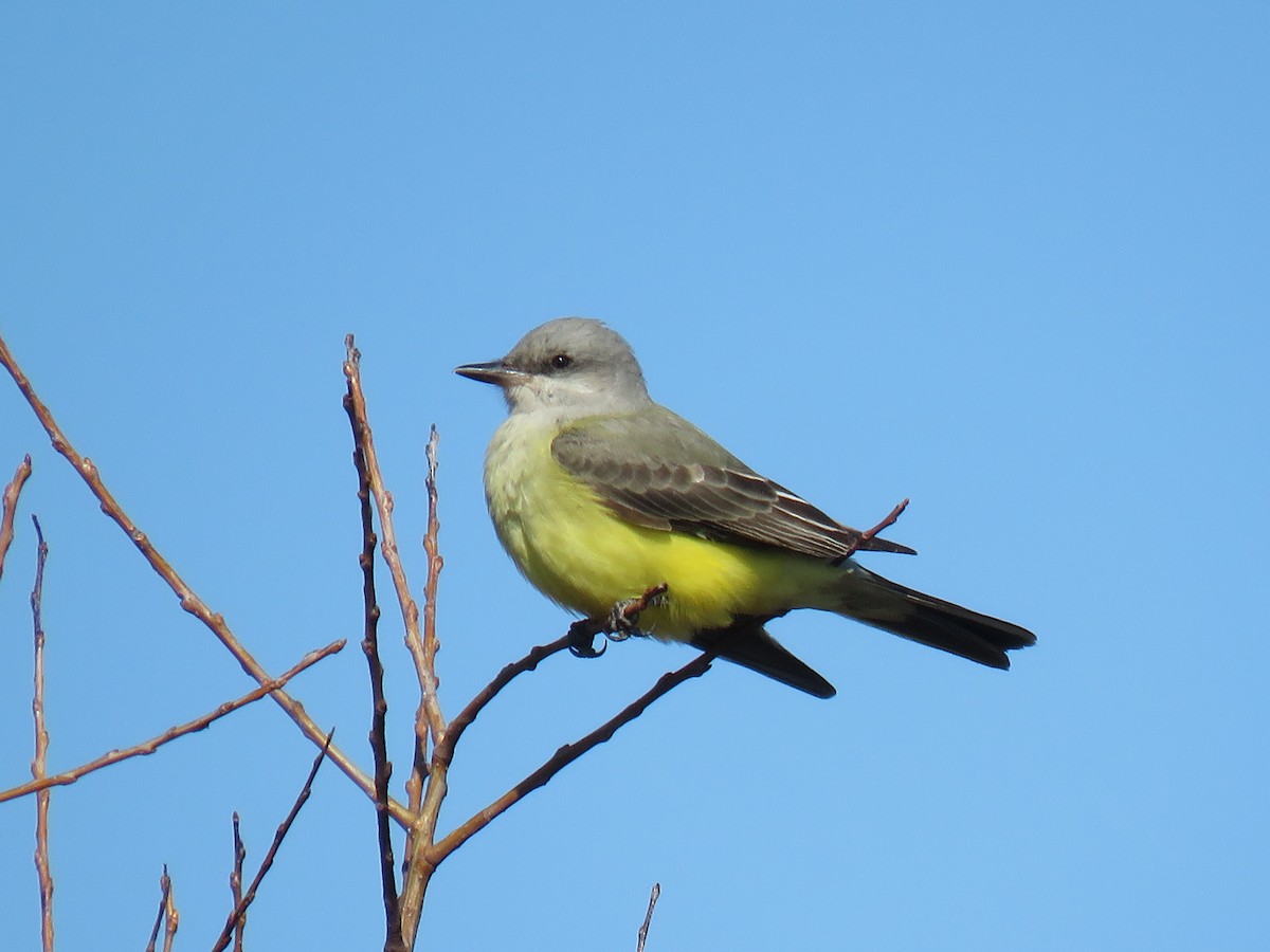 Western Kingbird - ML645333406