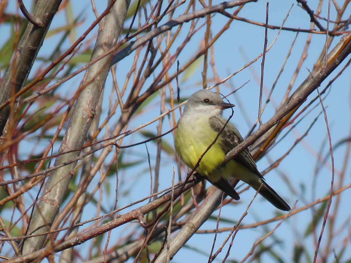 Western Kingbird - ML645333407