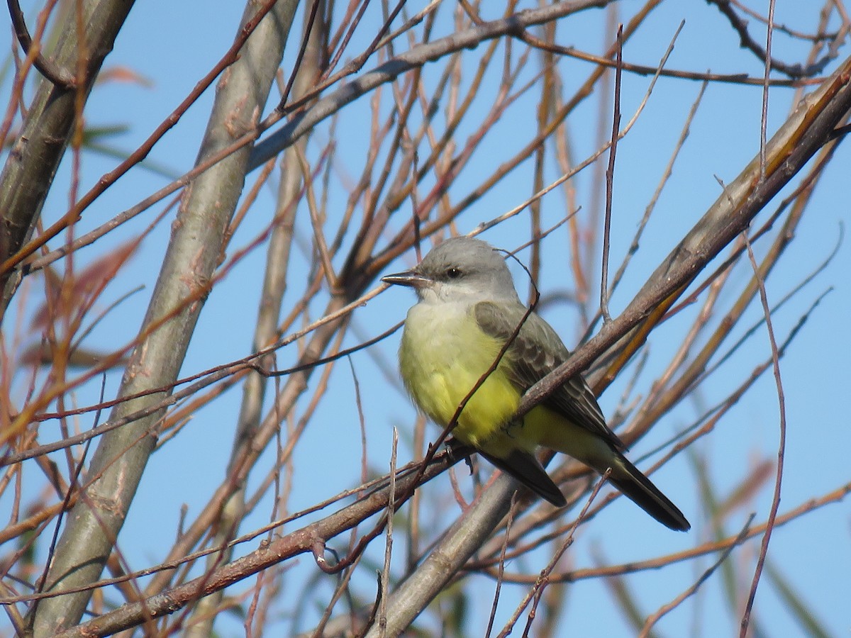 Western Kingbird - ML645333409
