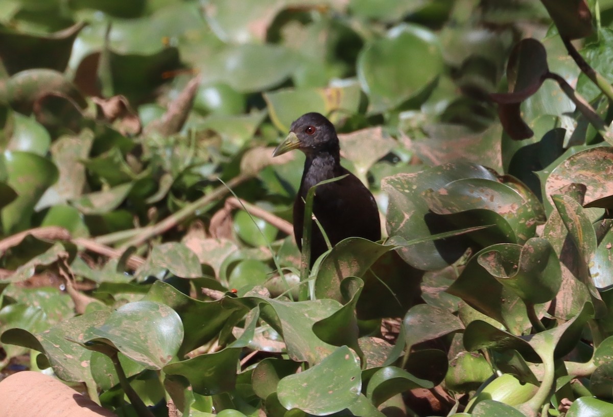 アフリカクロクイナ - ML645333410