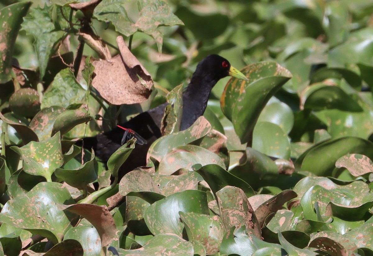 アフリカクロクイナ - ML645333411