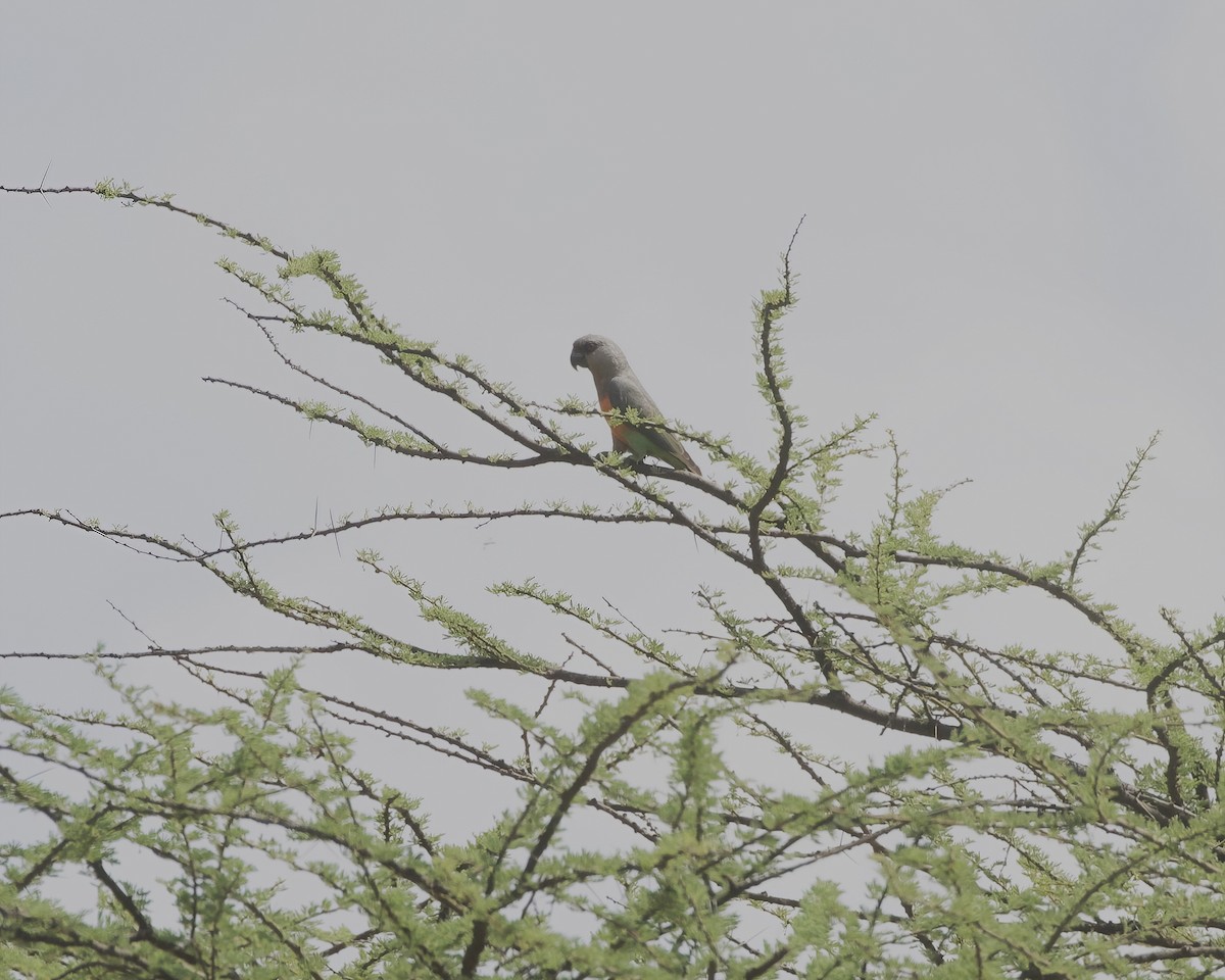 oransjebukpapegøye - ML645333418