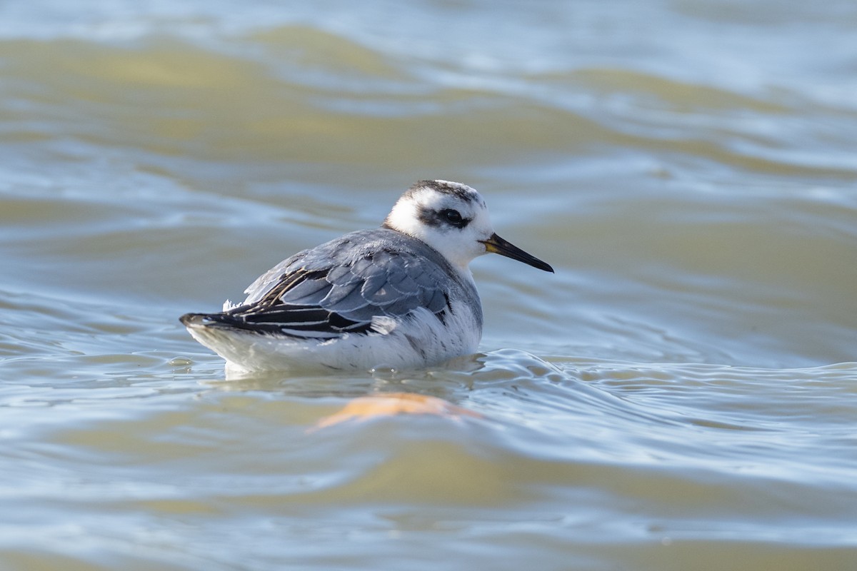 Red Phalarope - ML645333427
