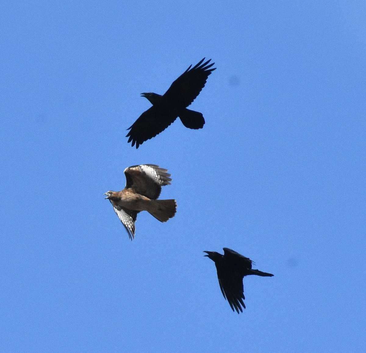 Red-tailed Hawk - ML645333454