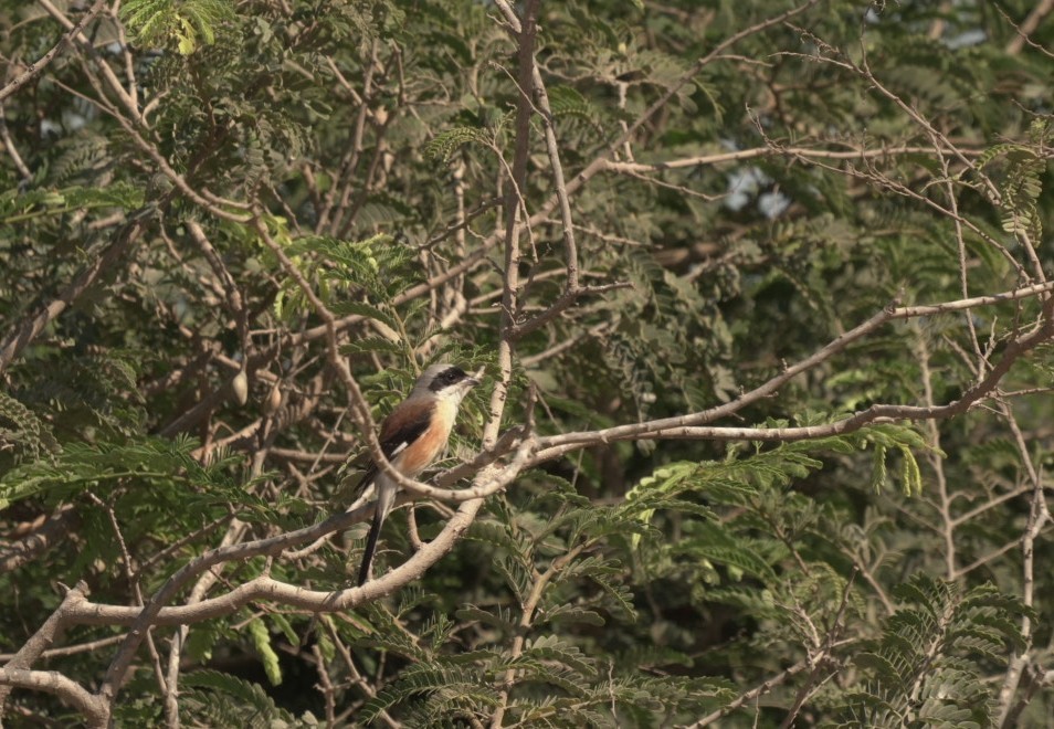 Bay-backed Shrike - ML645333456