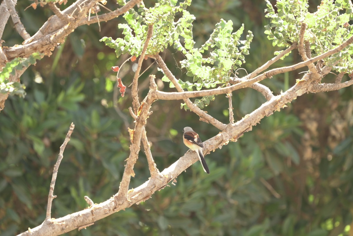 Bay-backed Shrike - ML645333457