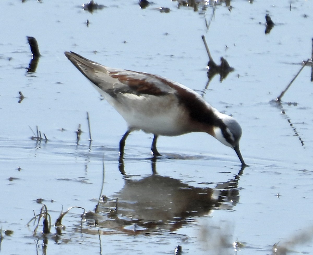 lyskonoh dlouhozobý - ML645333460