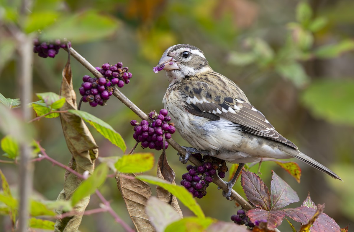 dlaskovec růžovoprsý - ML645333462