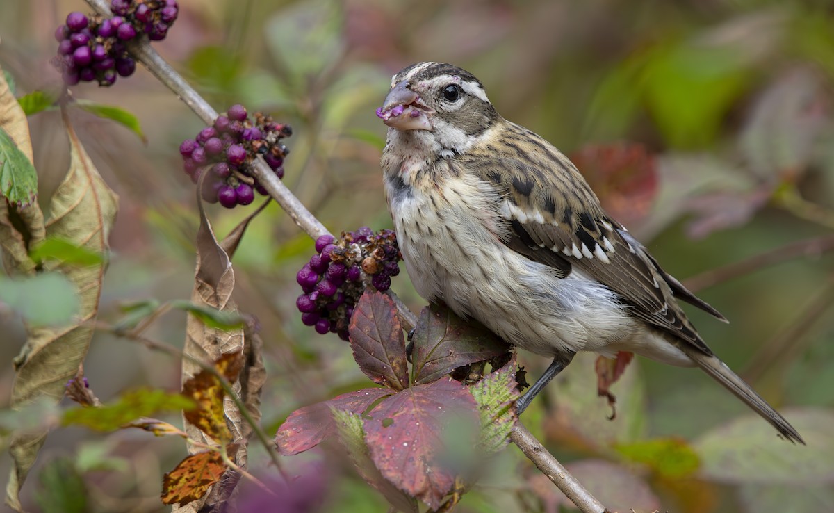 dlaskovec růžovoprsý - ML645333463