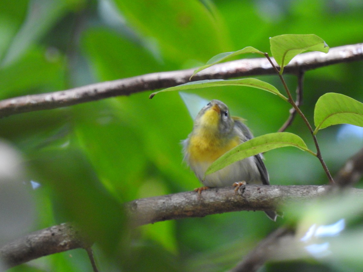 Northern Parula - ML645333473