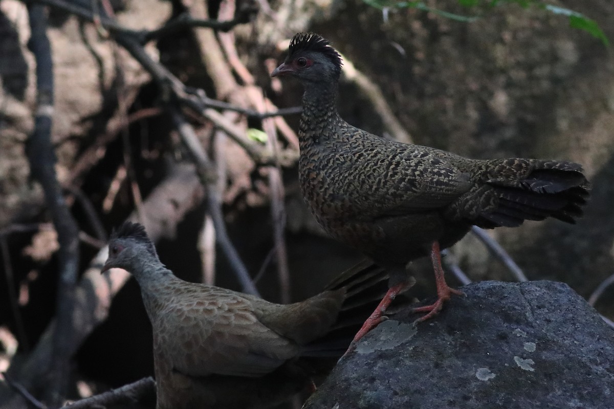 Red Spurfowl - ML645333495