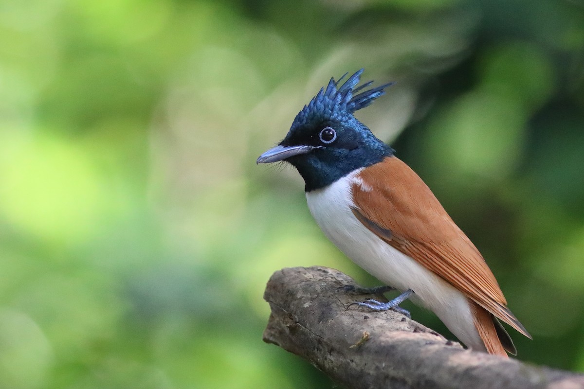 Indian Paradise-Flycatcher - ML645333508