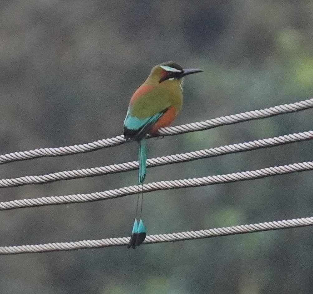 Момот рудочеревий - ML645333513