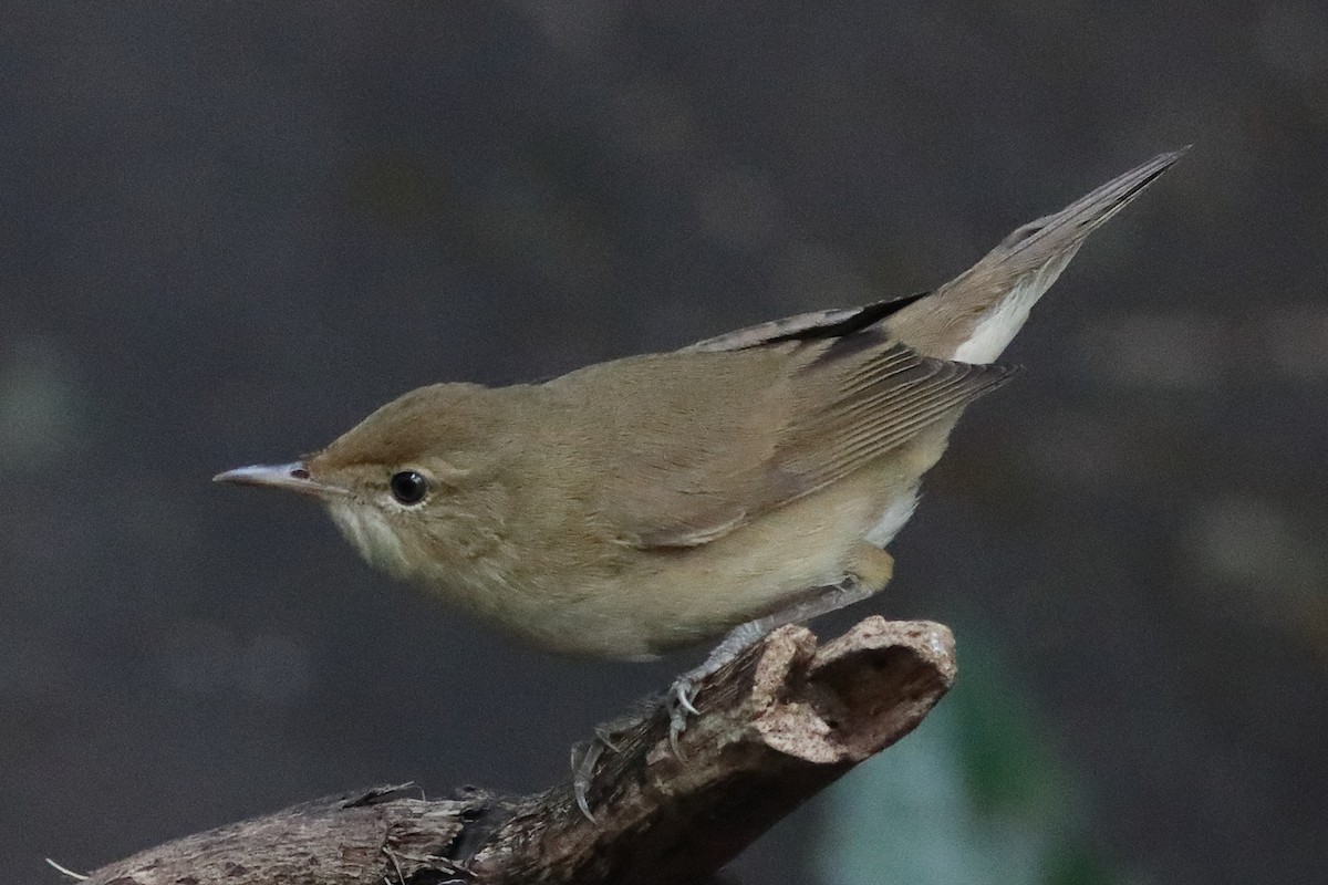 Blyth's Reed Warbler - ML645333527