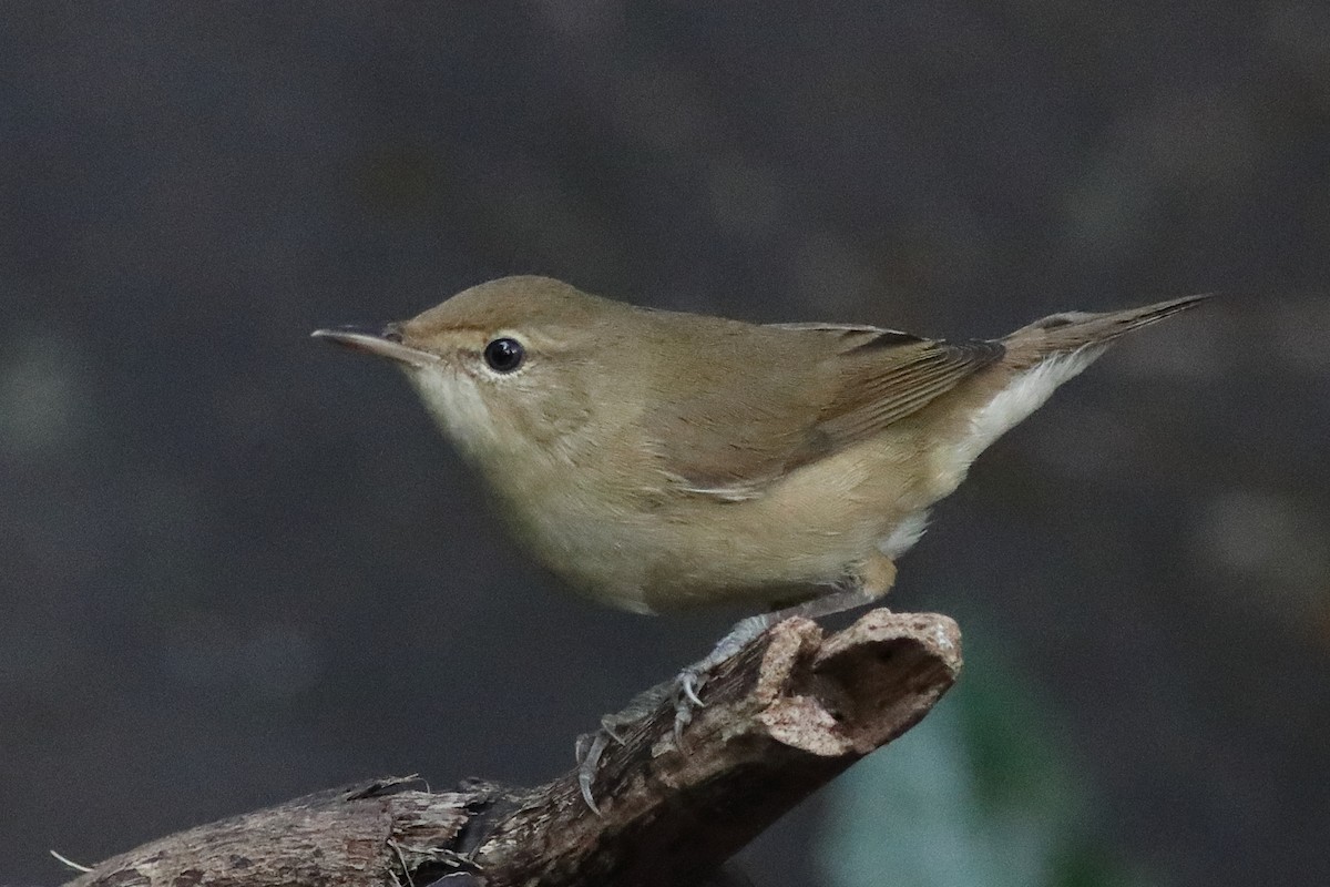 Blyth's Reed Warbler - ML645333528