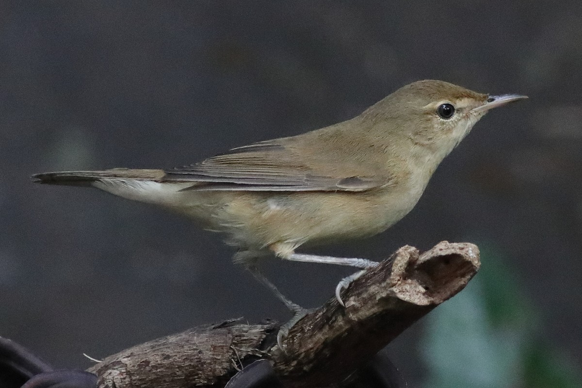 Blyth's Reed Warbler - ML645333529