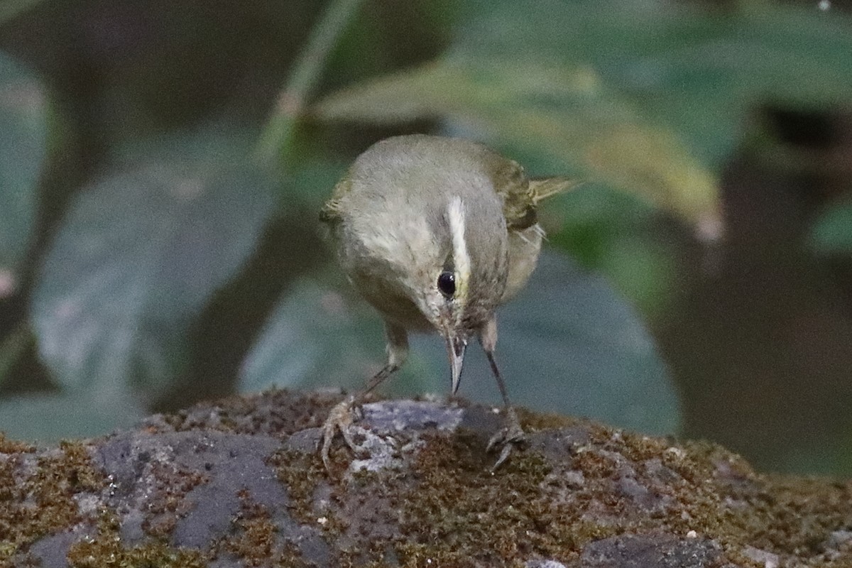 Tytler's Leaf Warbler - ML645333541