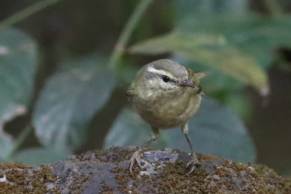 Tytler's Leaf Warbler - ML645333542