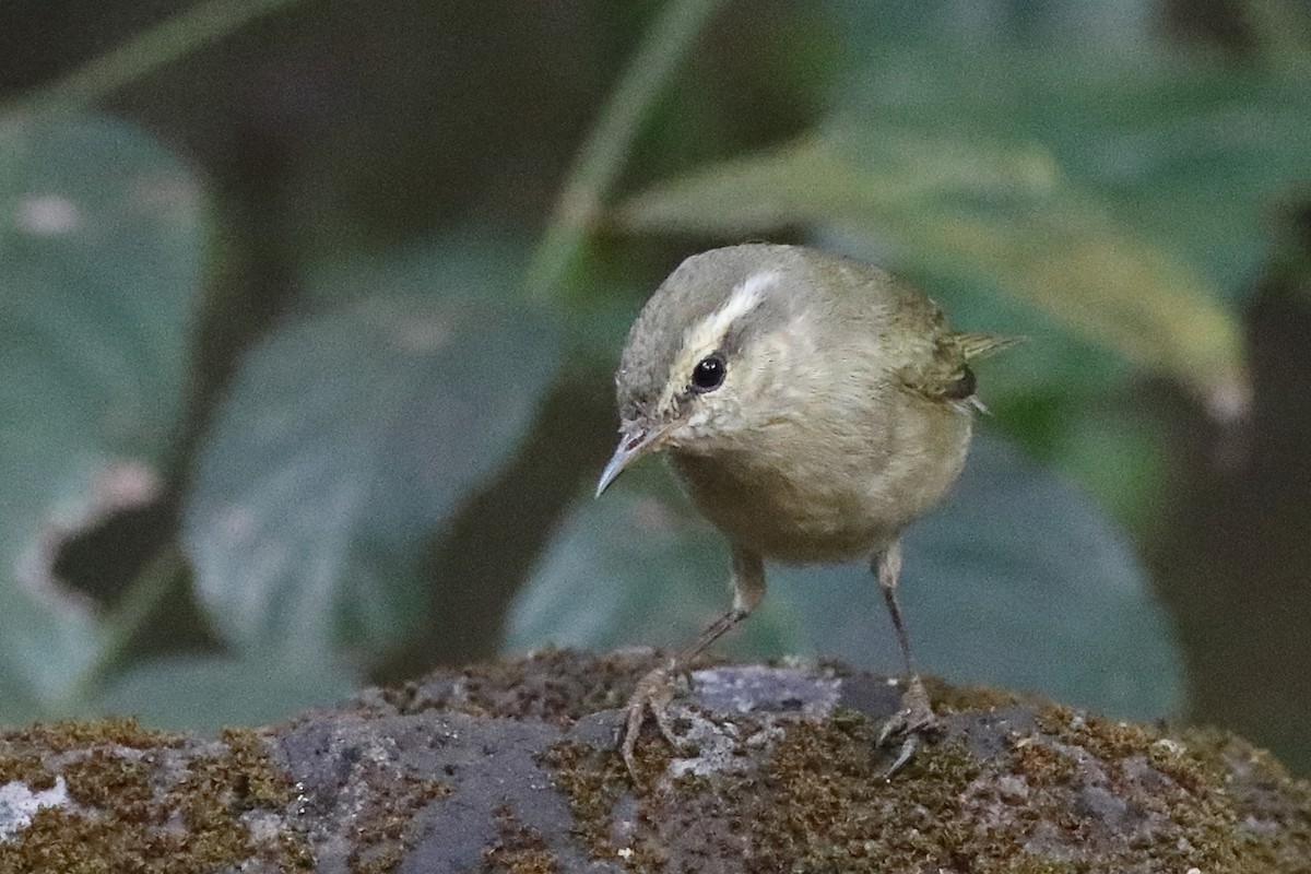 Tytler's Leaf Warbler - ML645333543