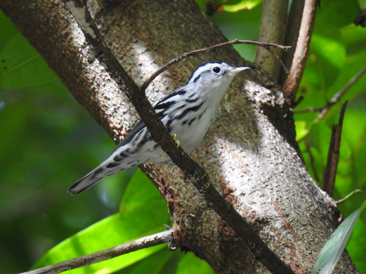 Black-and-white Warbler - ML645333555