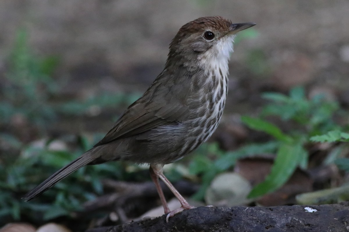Puff-throated Babbler - ML645333557