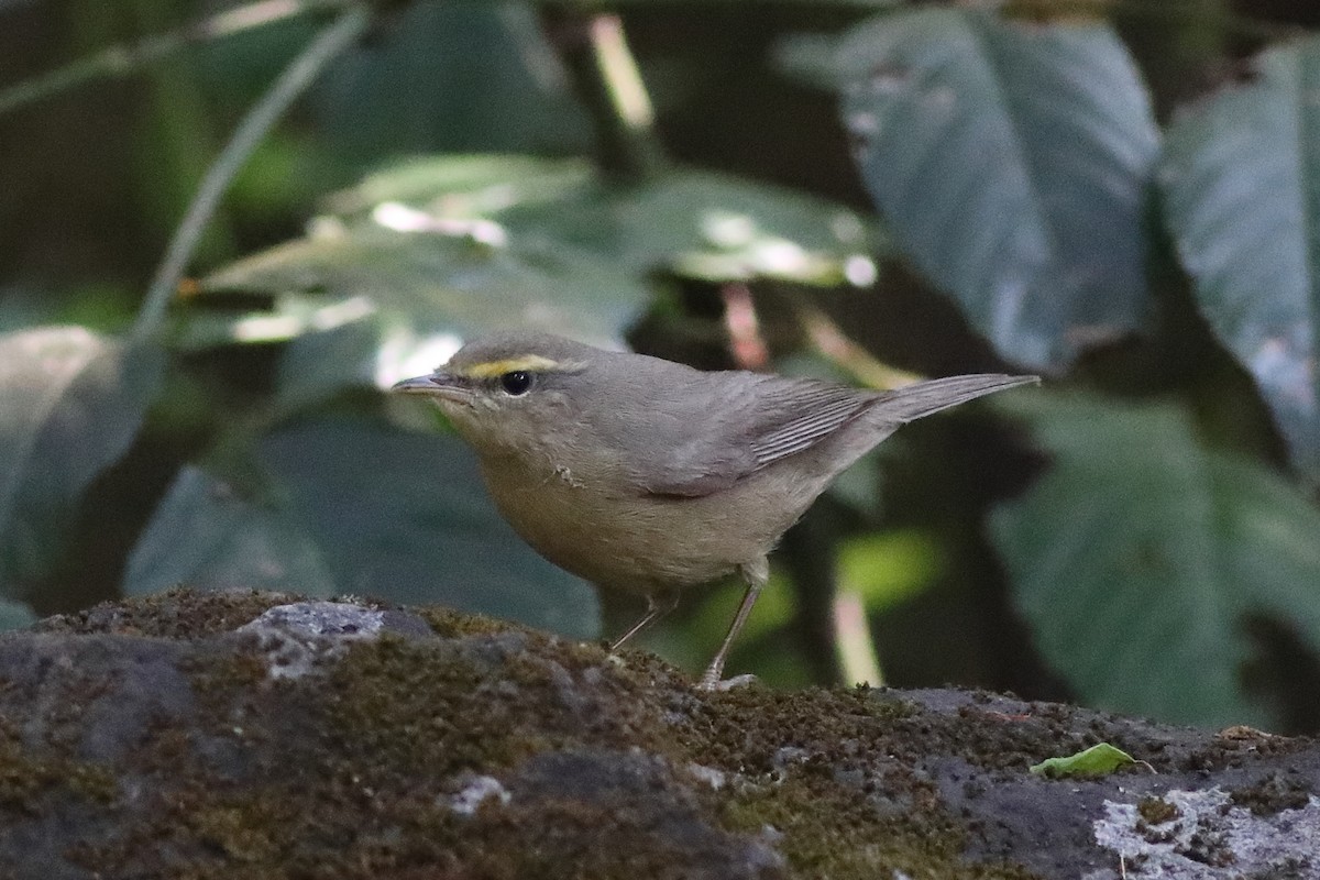 Sulphur-bellied Warbler - ML645333563