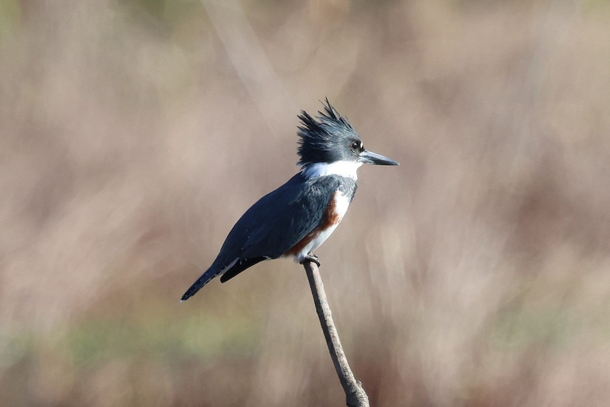 Опоясанный зимородок - ML645333566