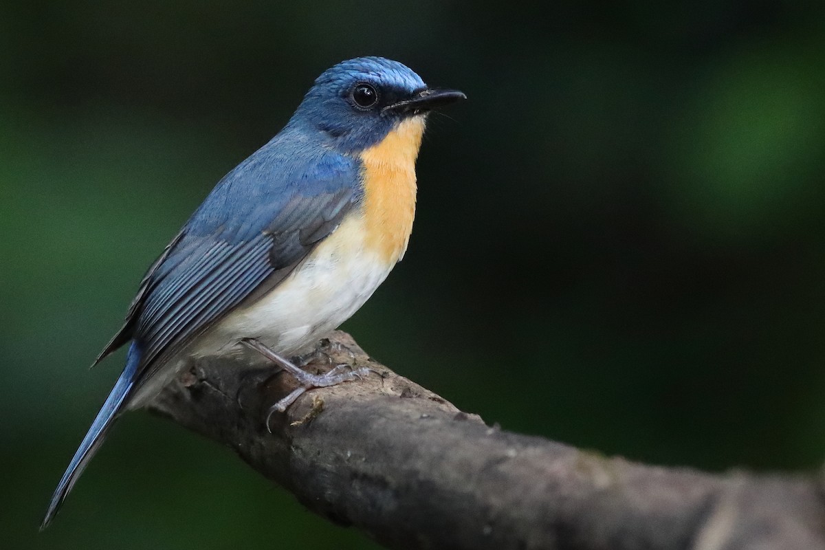 Tickell's Blue Flycatcher - ML645333573