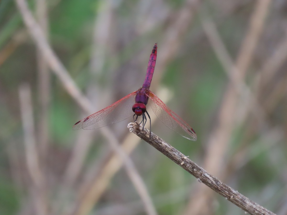 Violet Dropwing - ML645333578