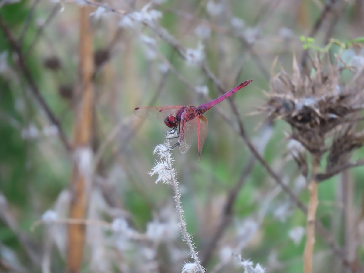 Violet Dropwing - ML645333579