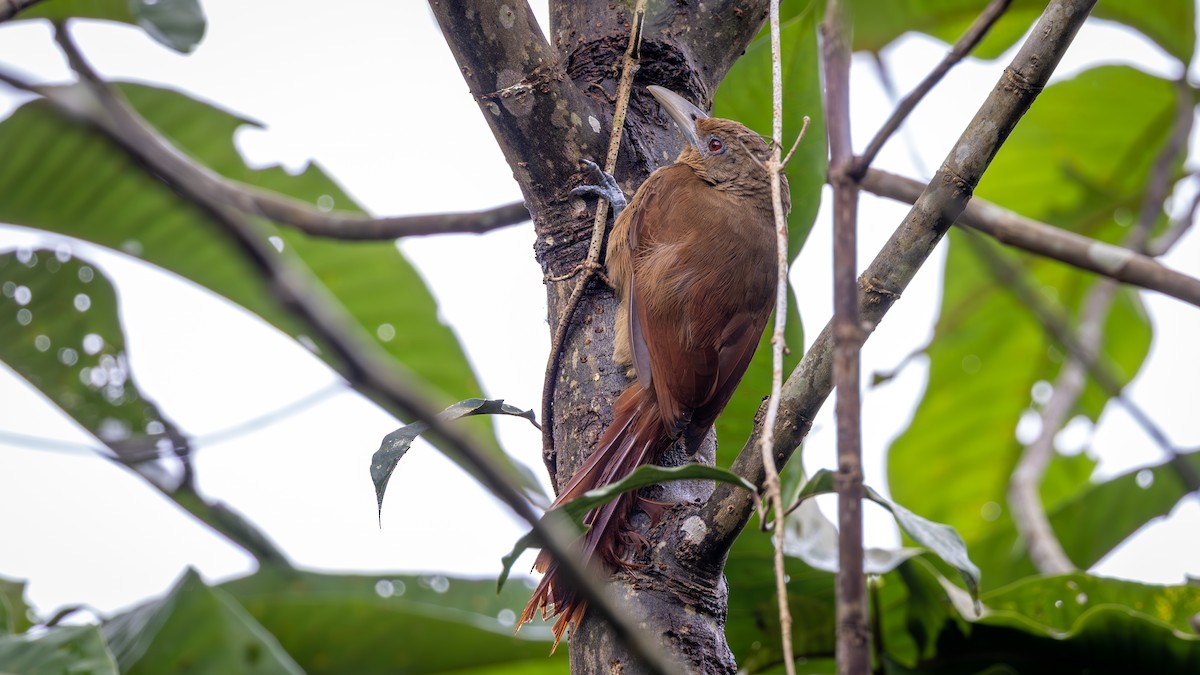 Grimpar à collier - ML645333585