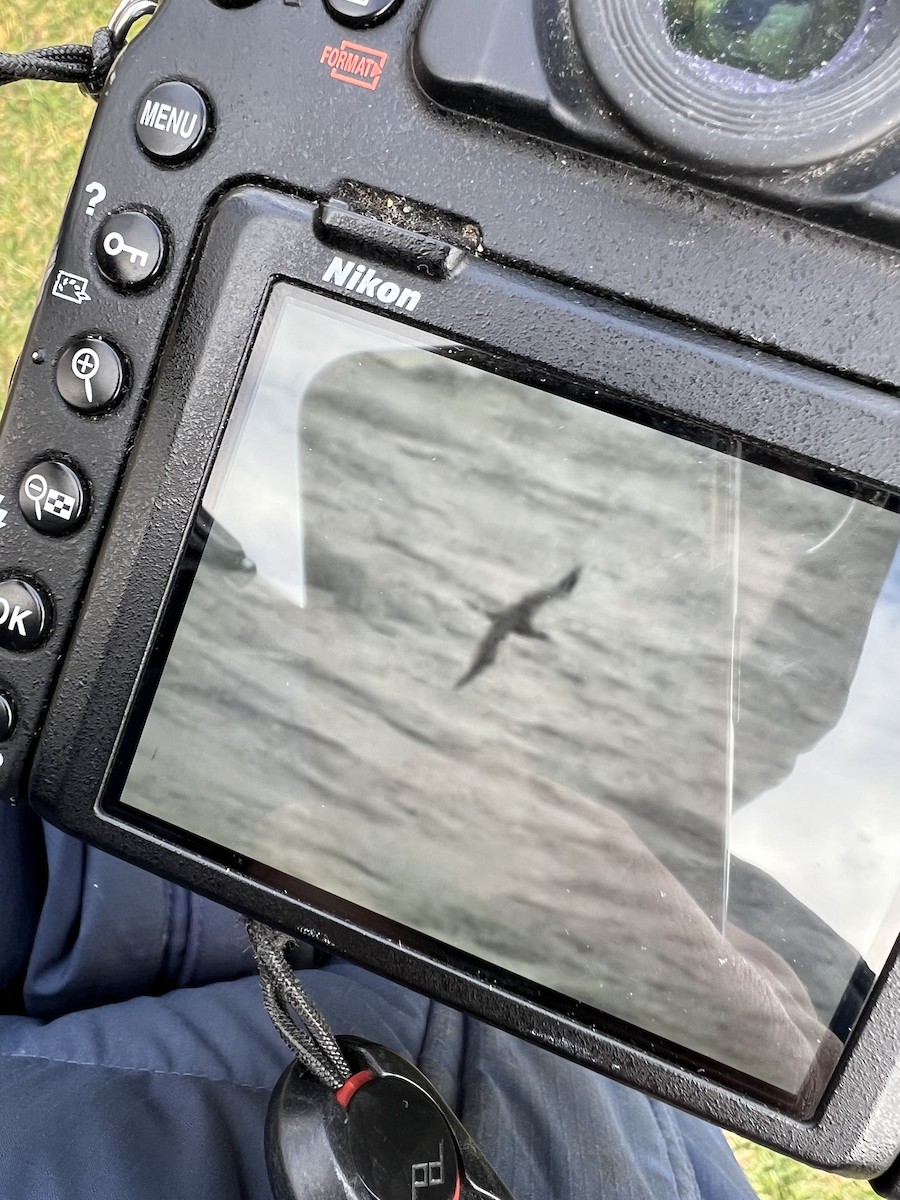 terej bílý - ML645333588