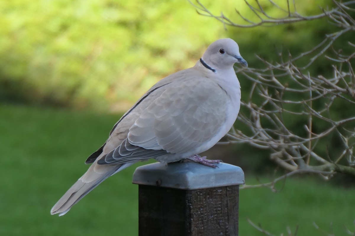 Eurasian Collared-Dove - ML645333598