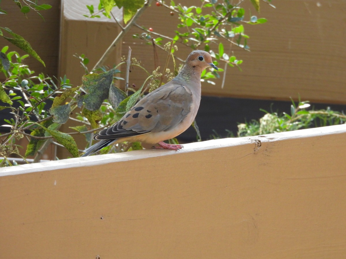 Mourning Dove - ML645333612