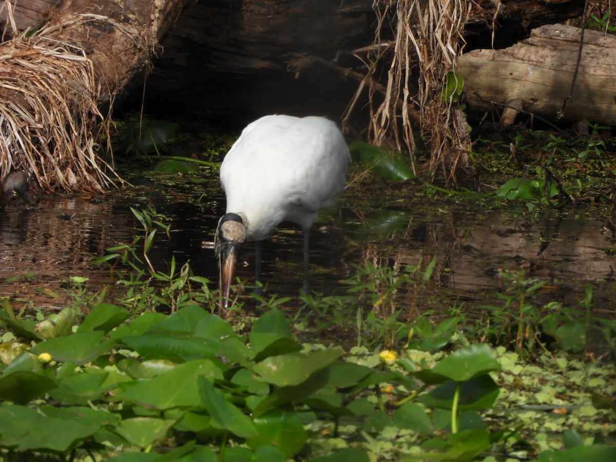 Wood Stork - ML645333625