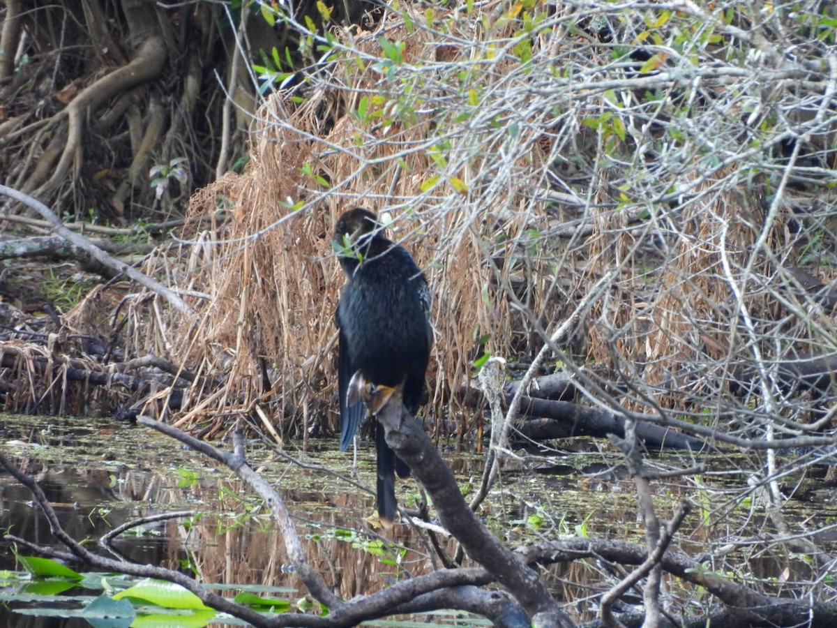 Anhinga - ML645333628