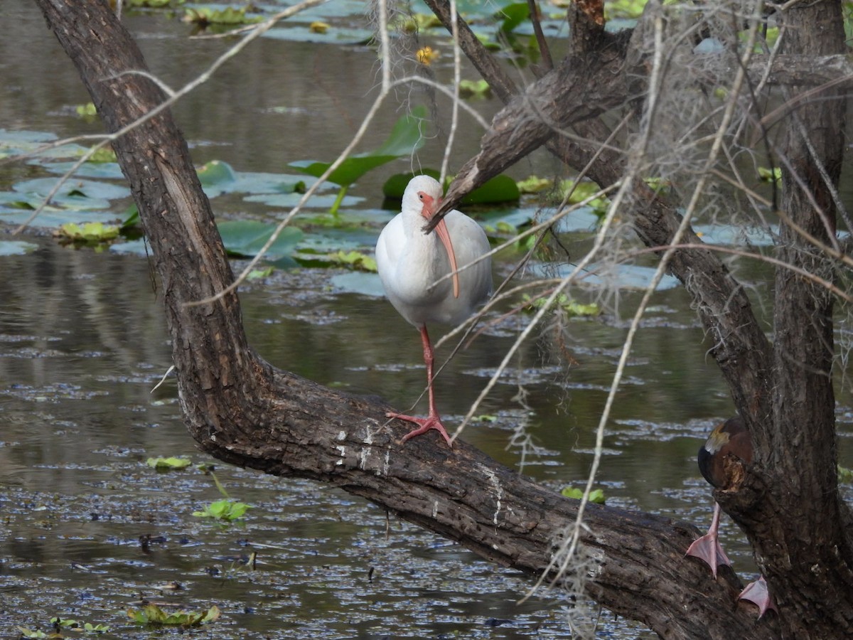 White Ibis - ML645333642