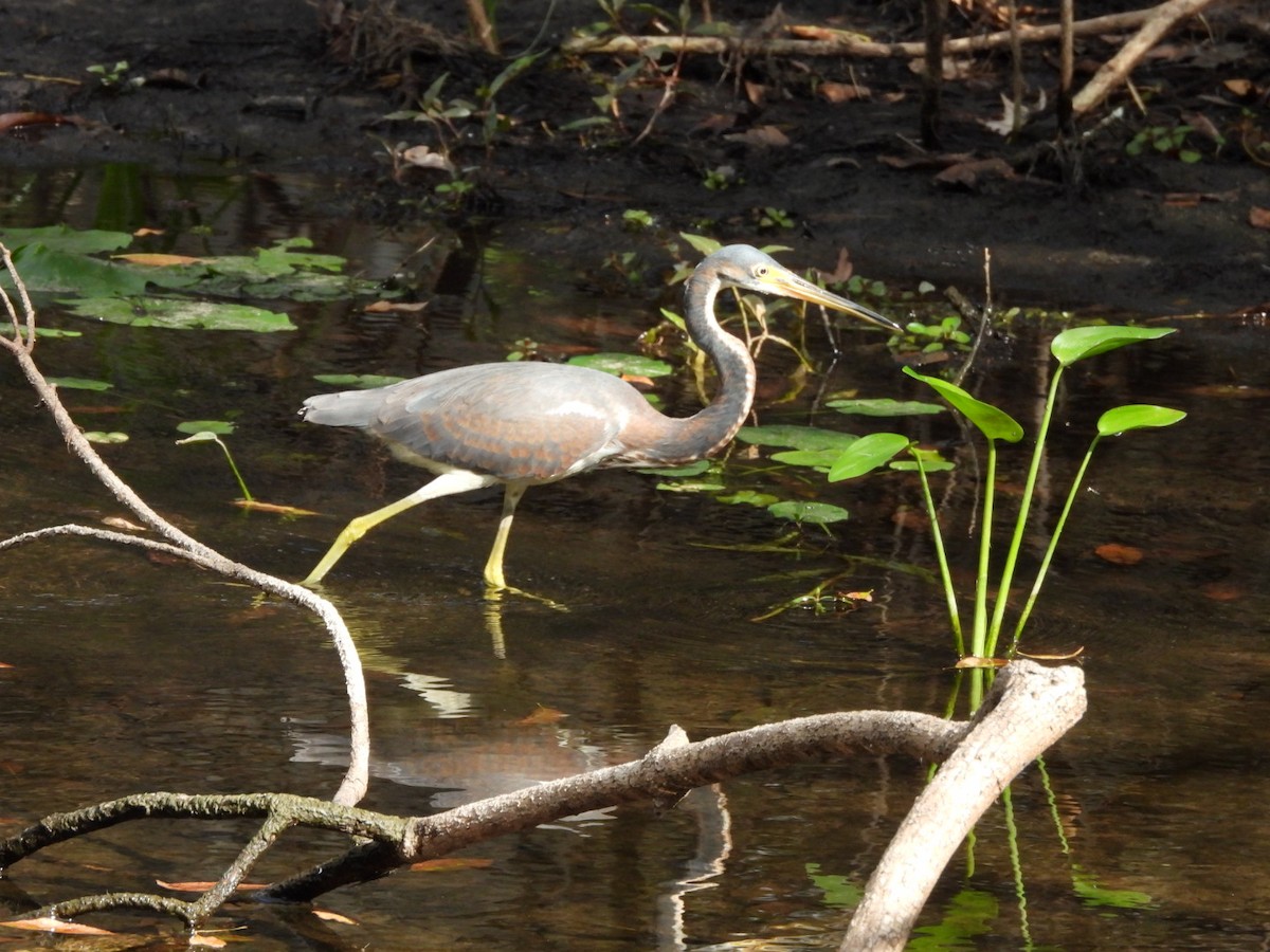 Tricolored Heron - ML645333646
