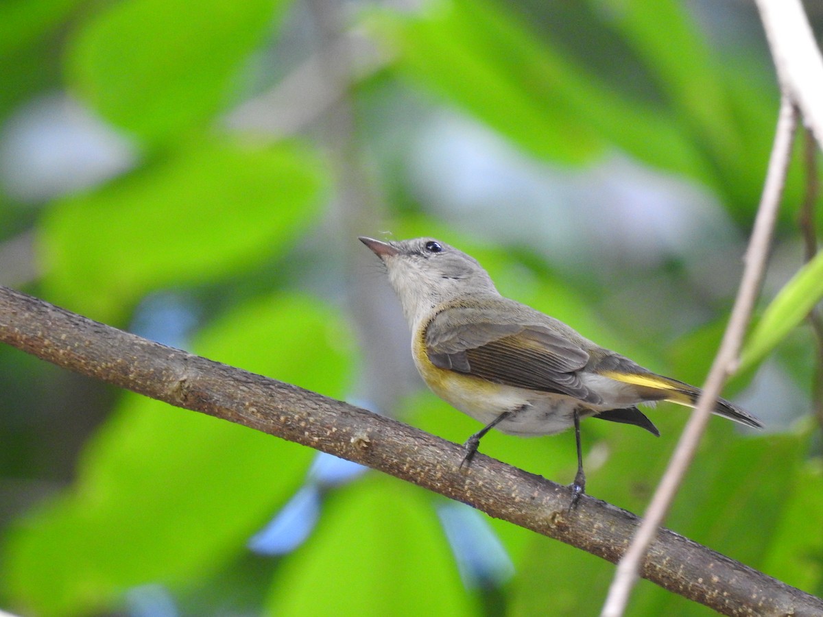 Горихвостковая древесница - ML645333649