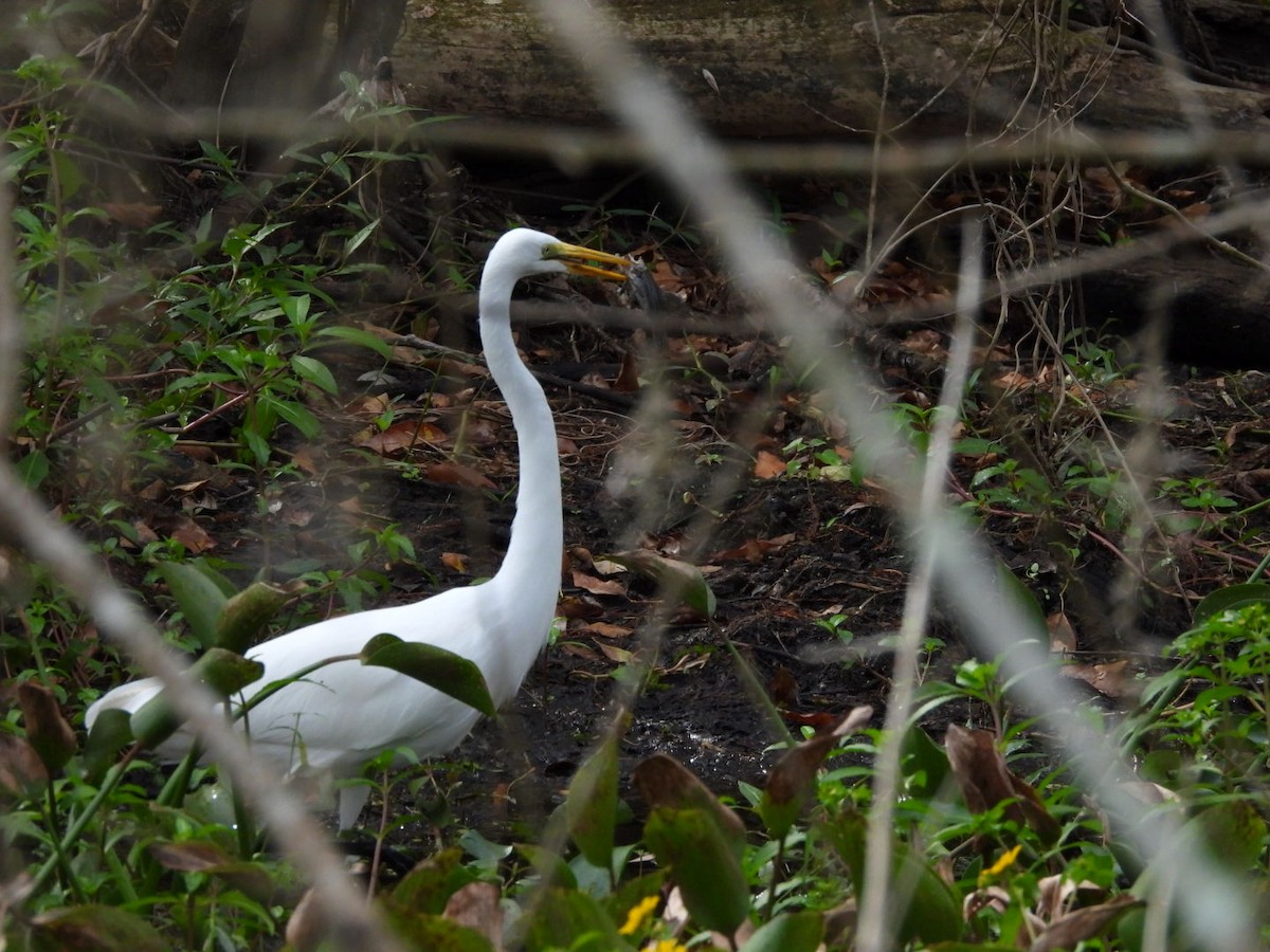 Great Egret - ML645333654